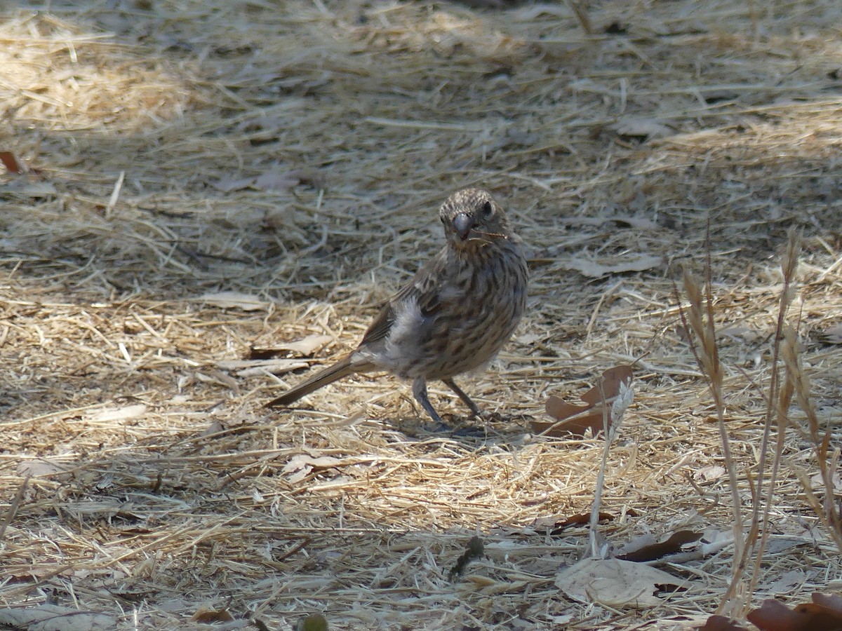 House Finch - ML641082818