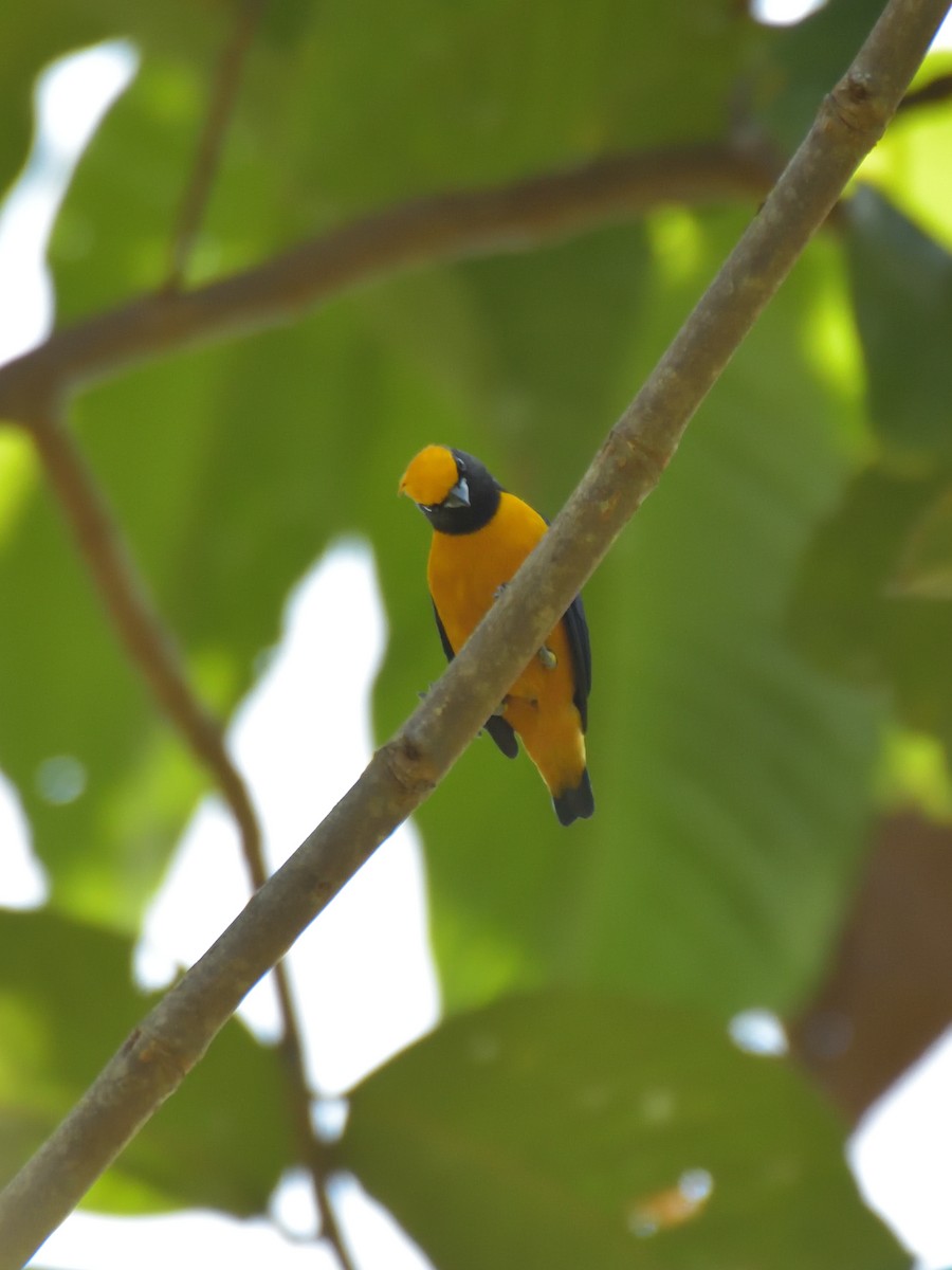 Orange-crowned Euphonia - ML641082822