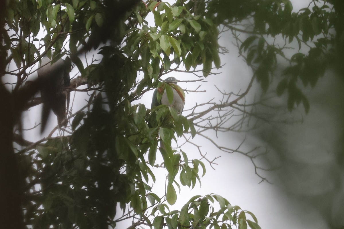 Spectacled Imperial-Pigeon - ML641082827