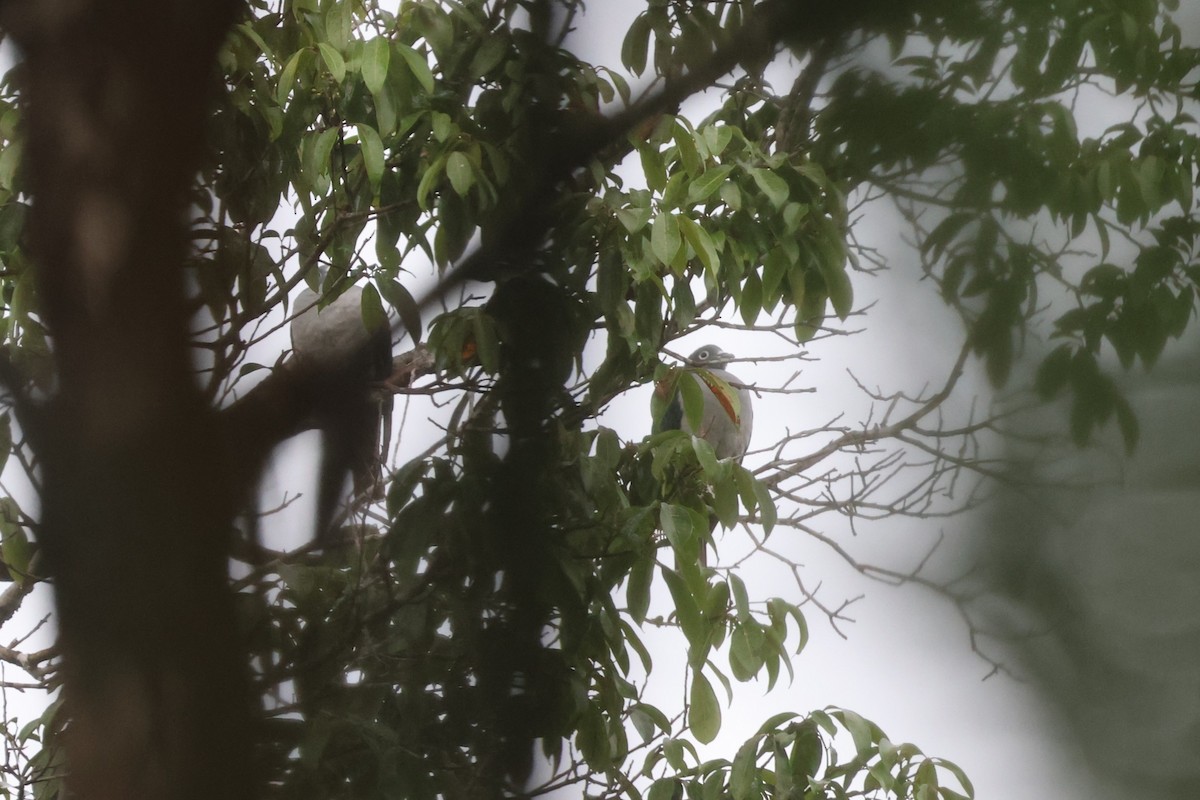 Spectacled Imperial-Pigeon - ML641082828