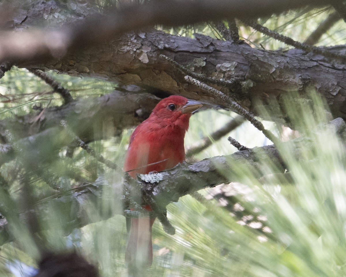 Summer Tanager - ML641082849