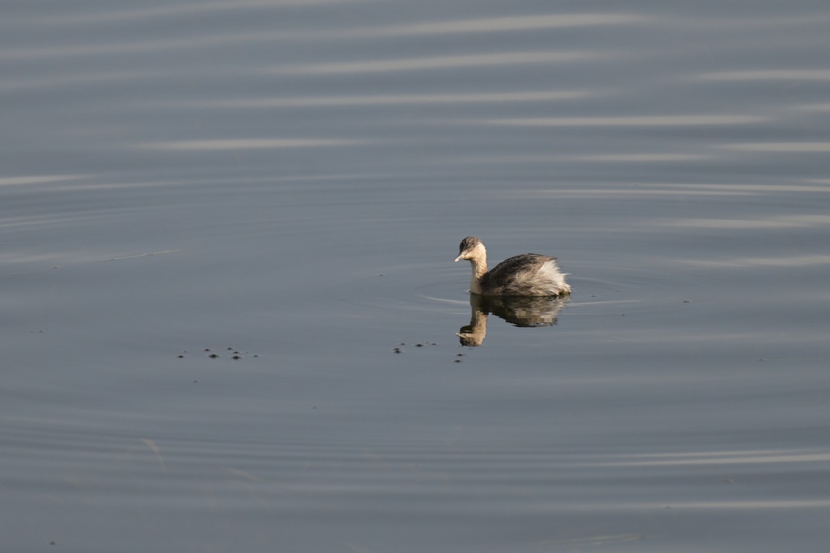Hoary-headed Grebe - ML641082852