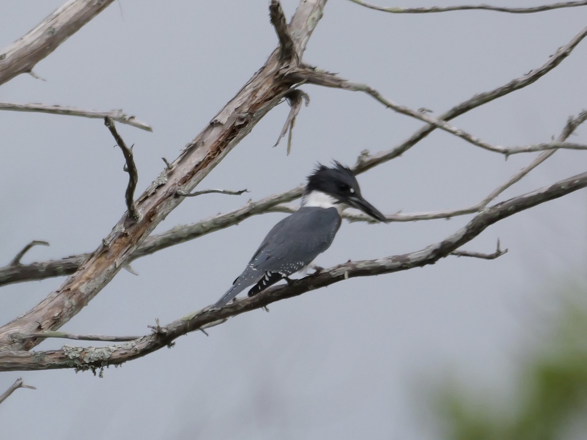 Belted Kingfisher - ML641082856