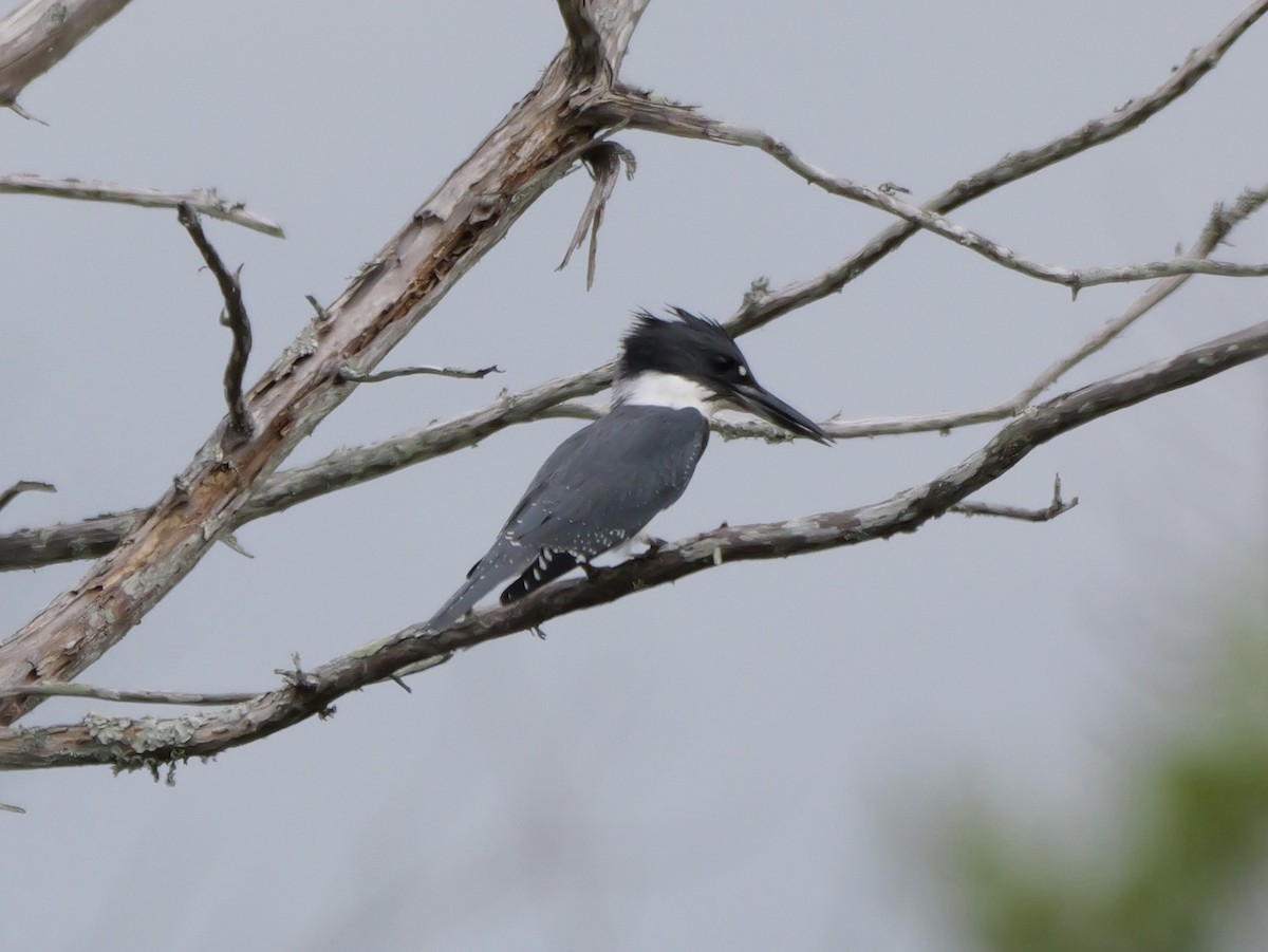 Belted Kingfisher - ML641082857