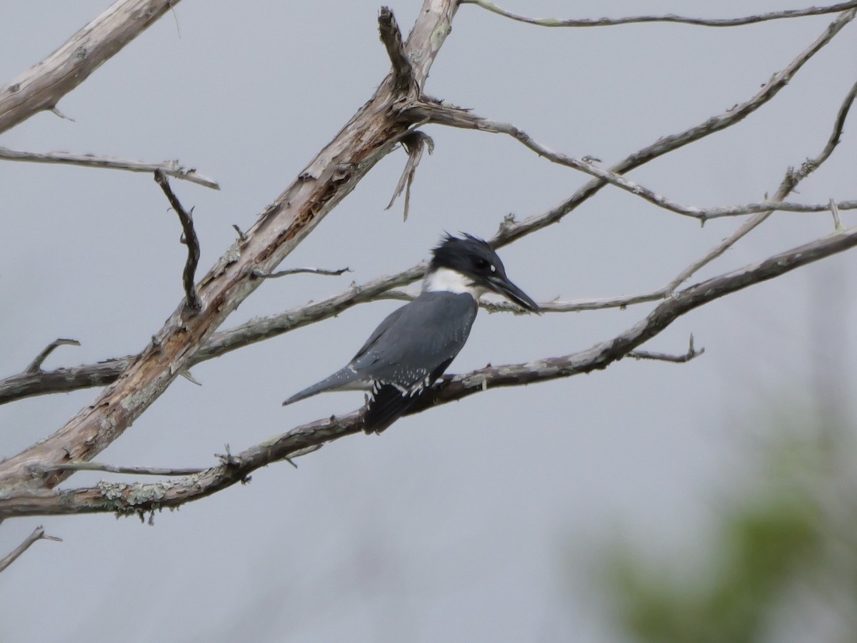 Belted Kingfisher - ML641082858