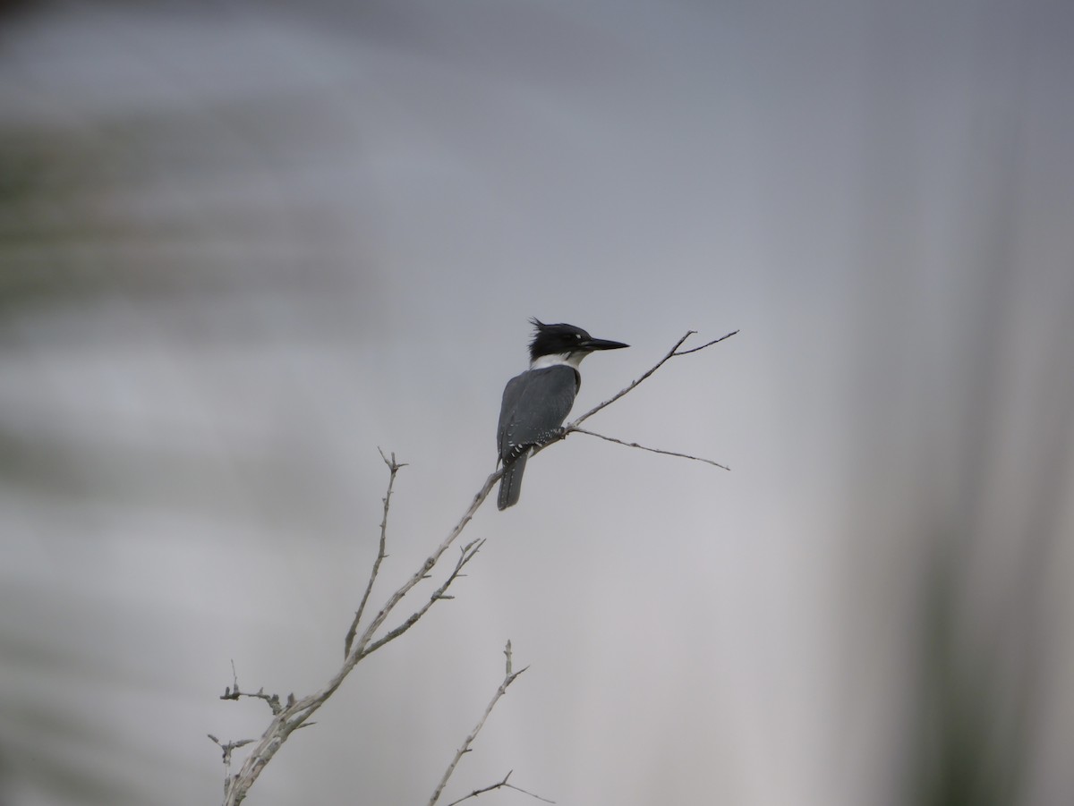 Belted Kingfisher - ML641082860