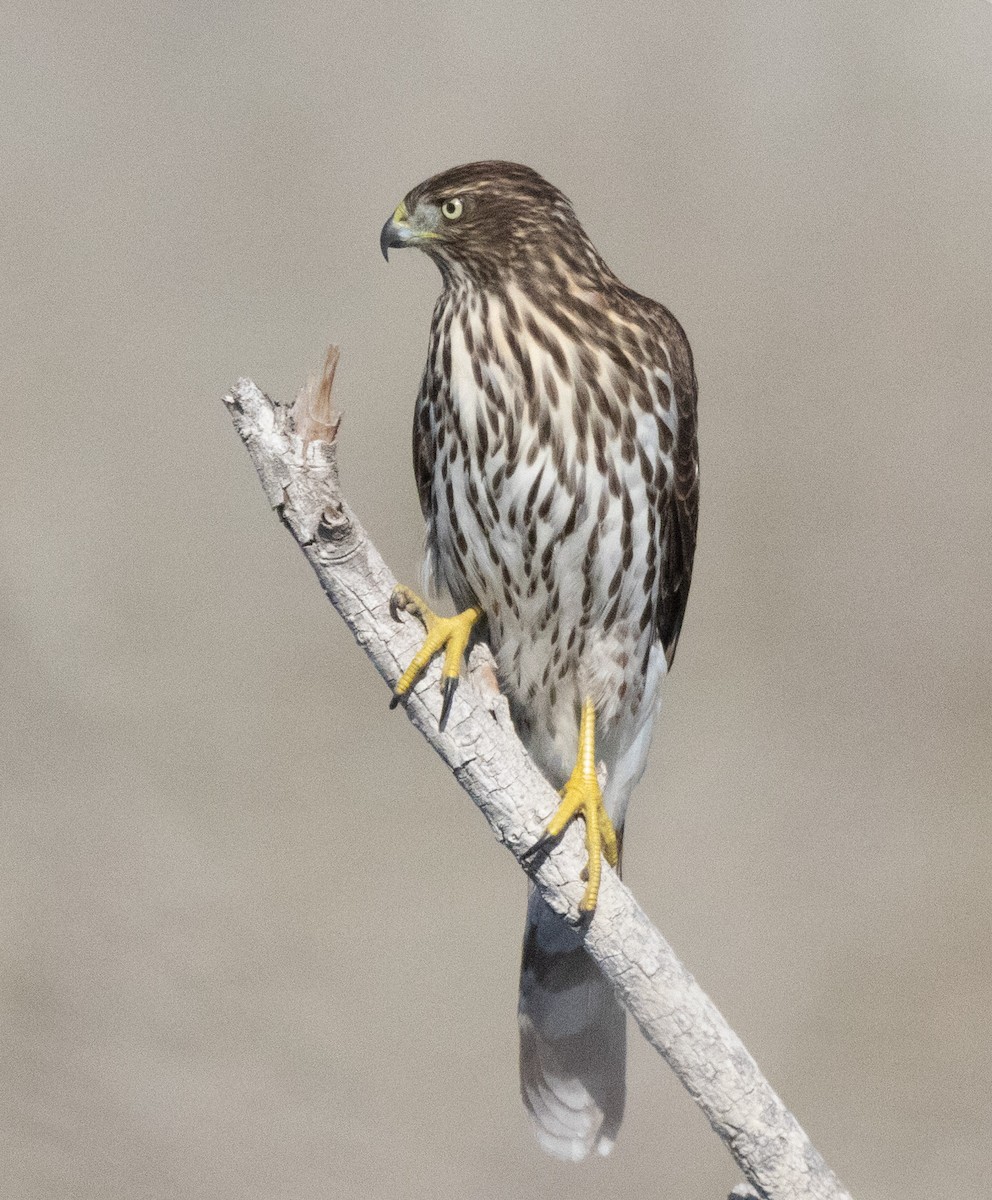 Cooper's Hawk - ML641082870