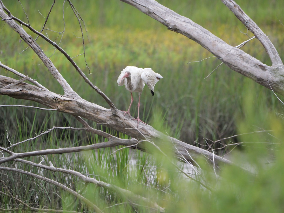 White Ibis - ML641082878