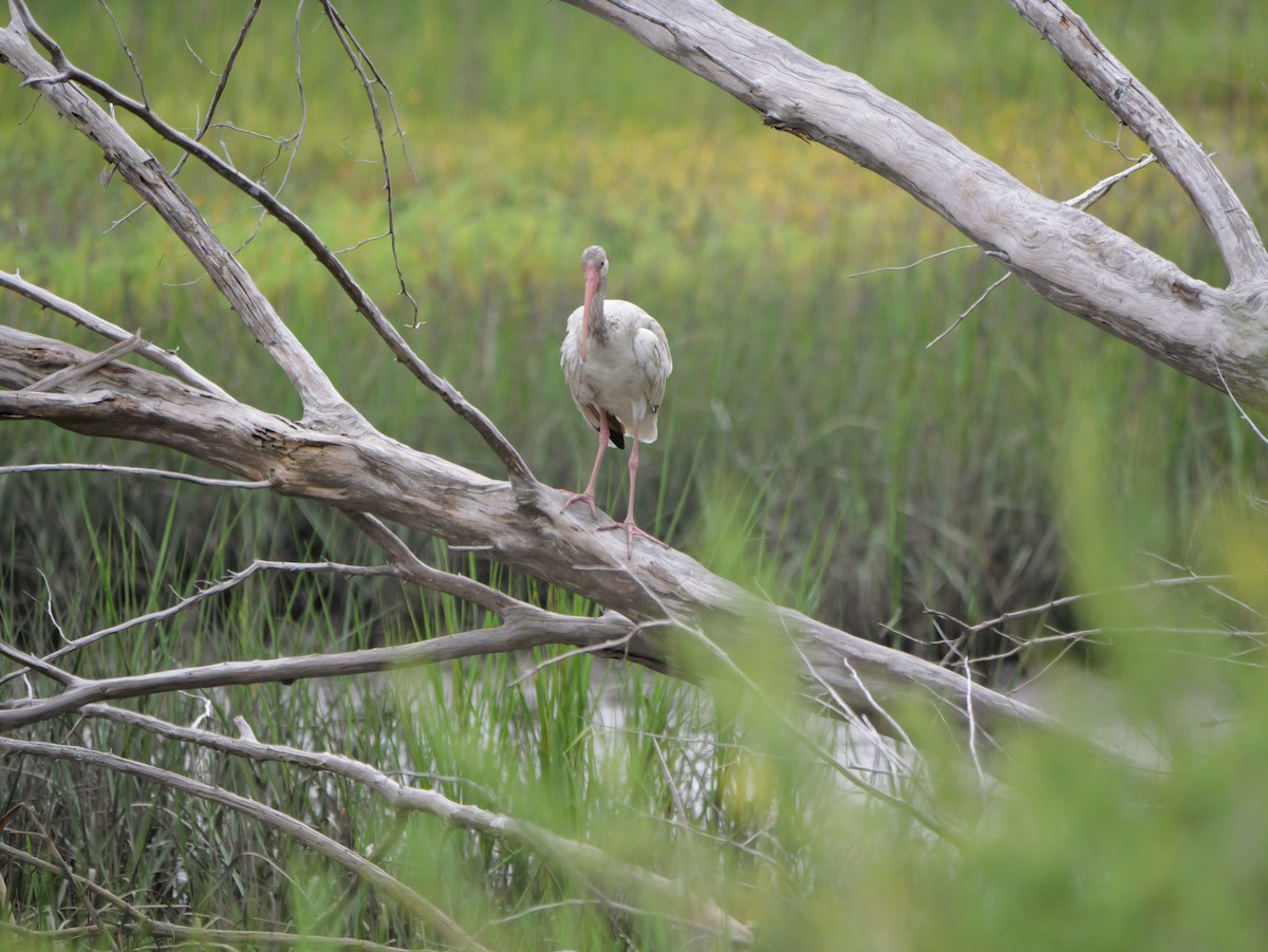 White Ibis - ML641082879