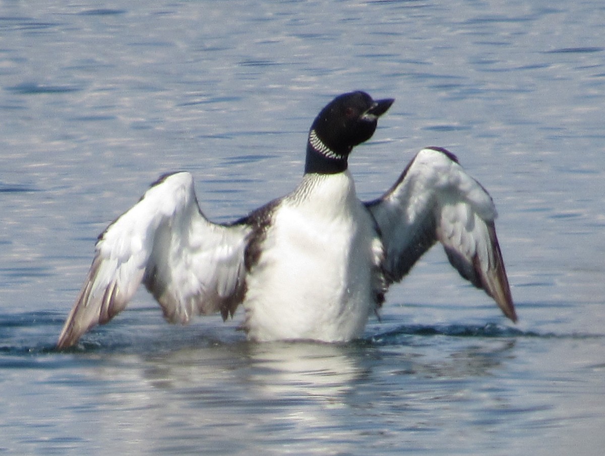 Common Loon - ML641082900