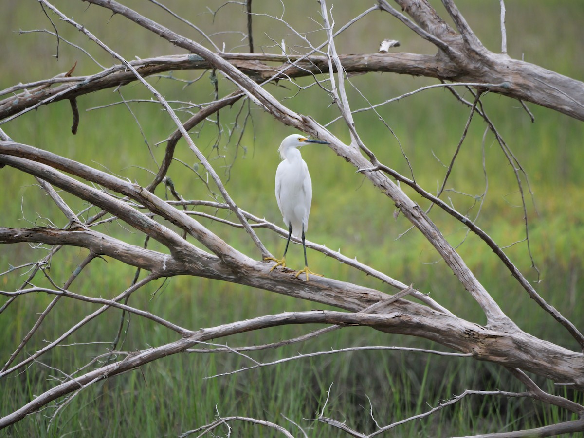Snowy Egret - ML641082901