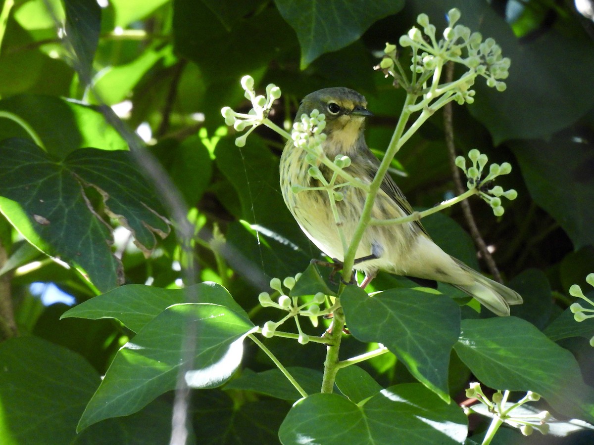 Cape May Warbler - ML641082924