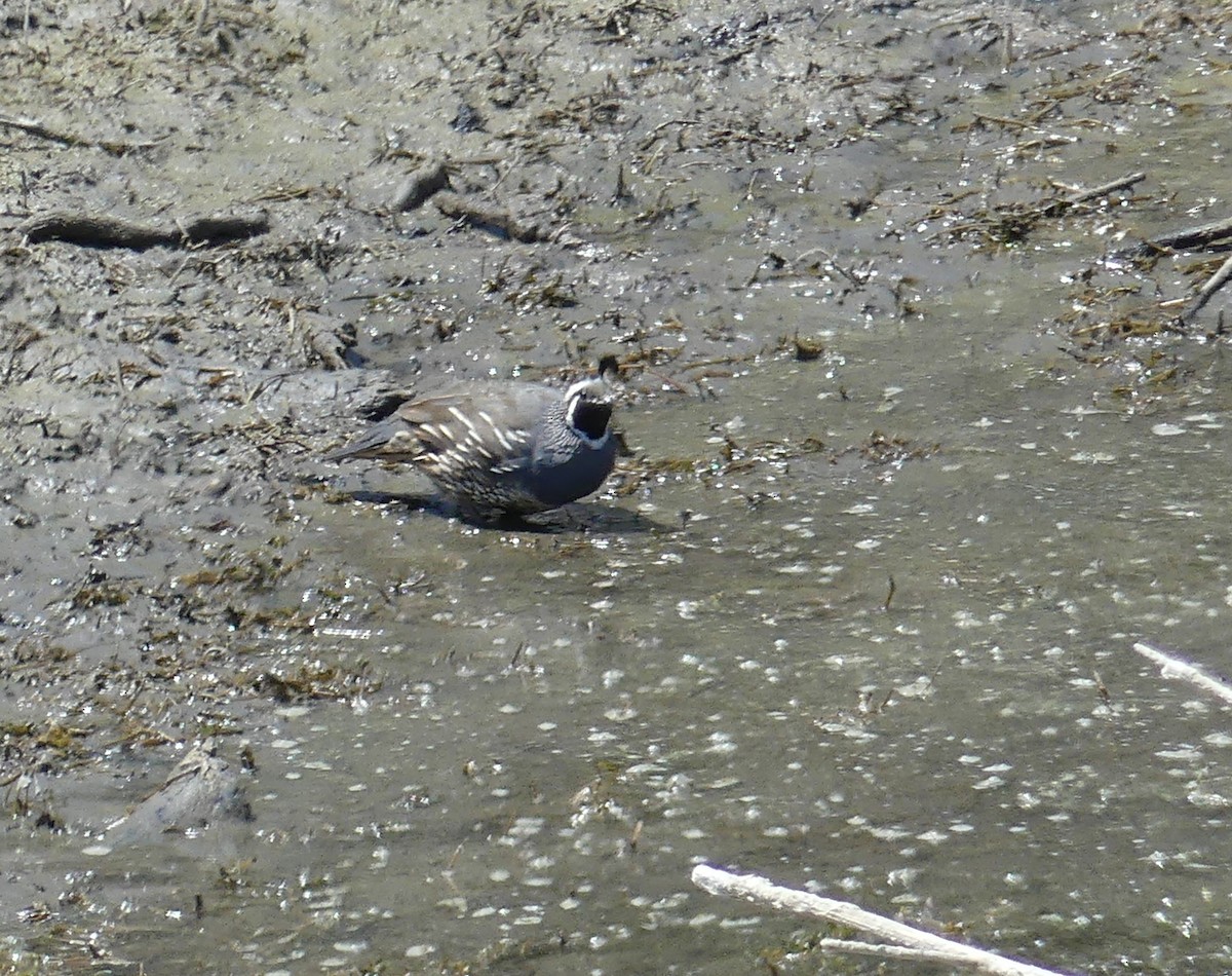 California Quail - ML641082925