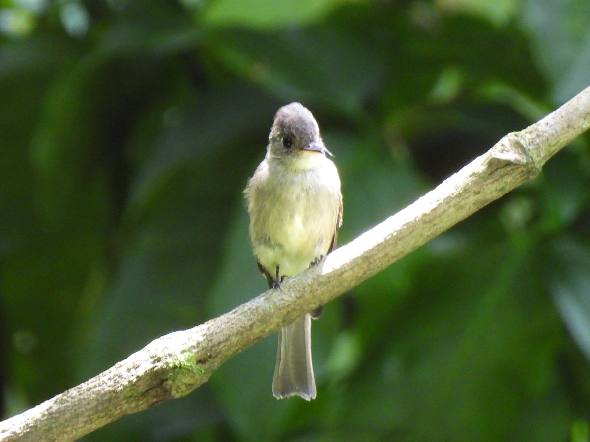 Northern Tropical Pewee - ML641082972