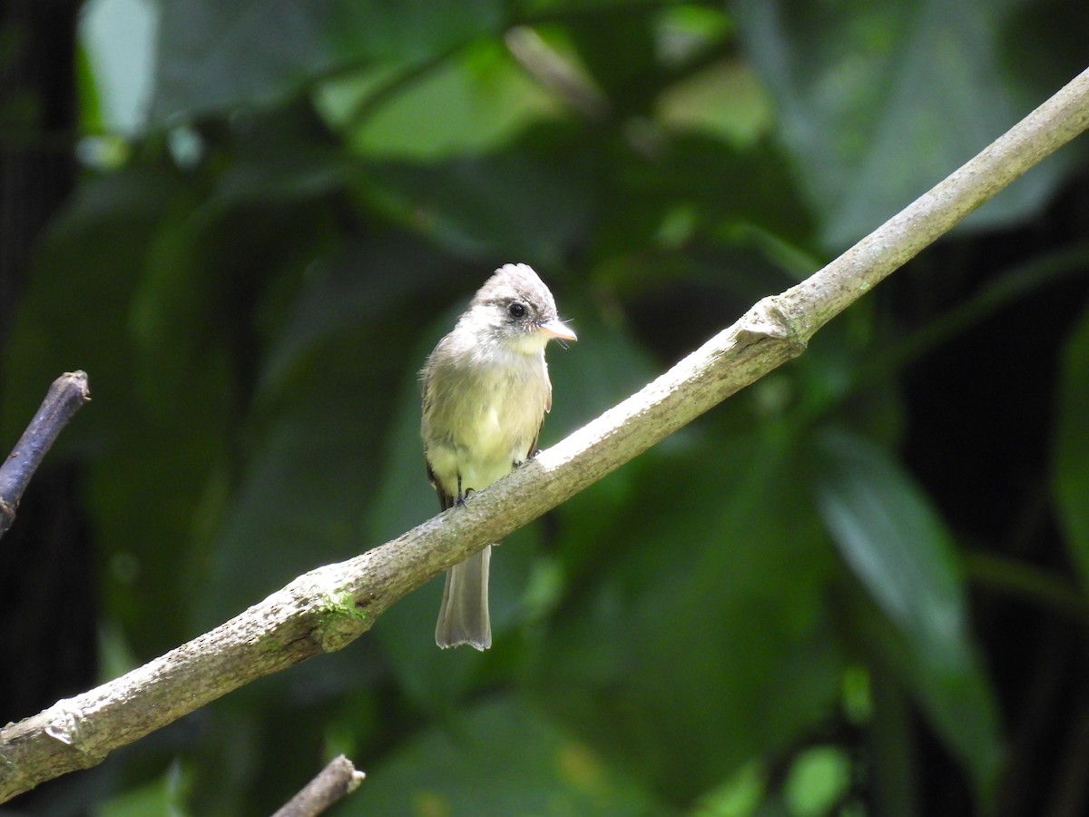 Northern Tropical Pewee - ML641082973