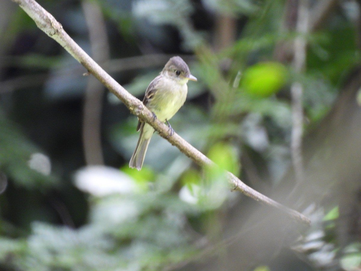 Northern Tropical Pewee - ML641082974