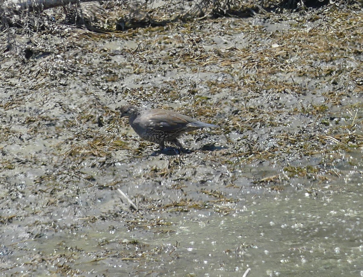 California Quail - ML641082984