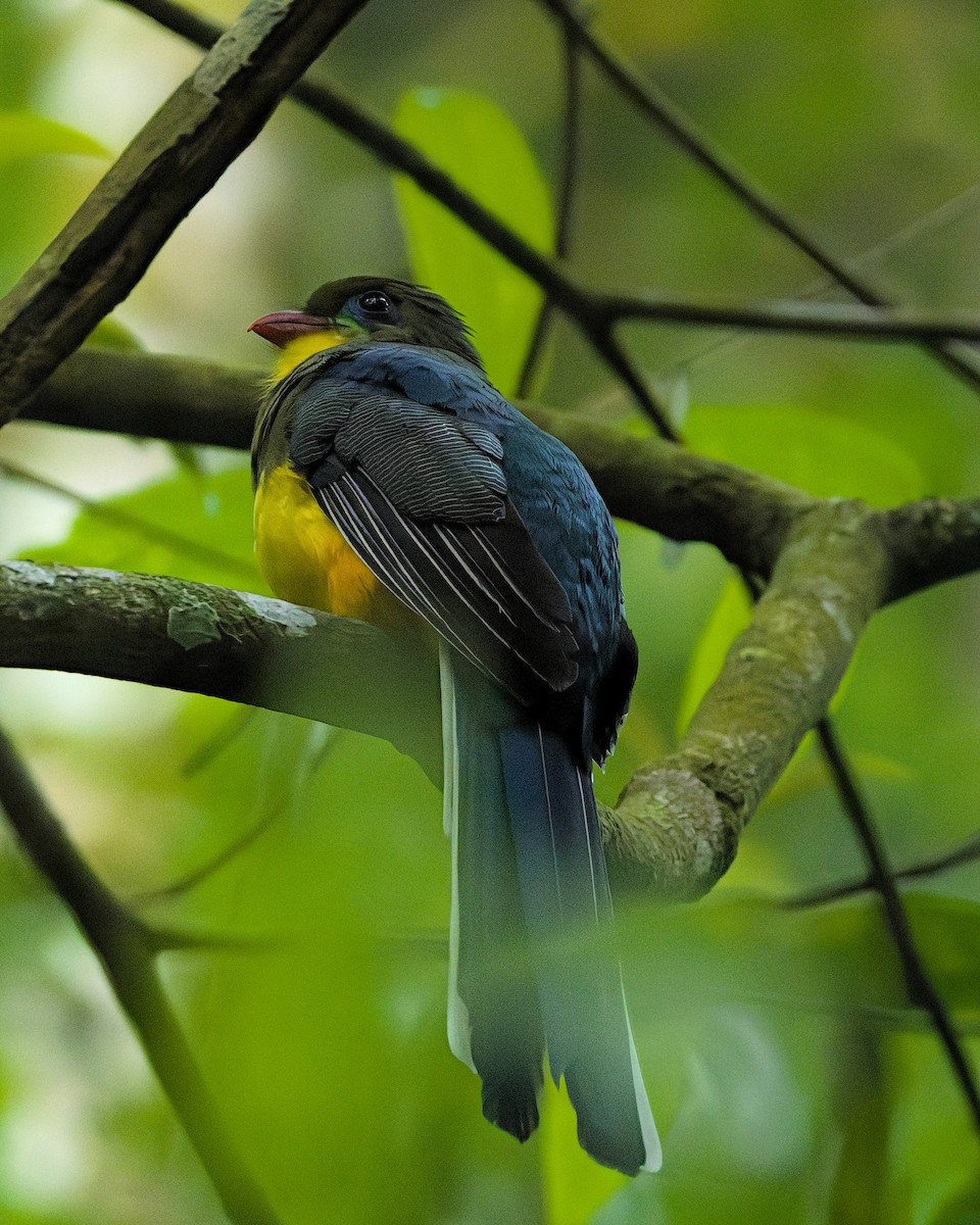 Javan Trogon - ML641082988