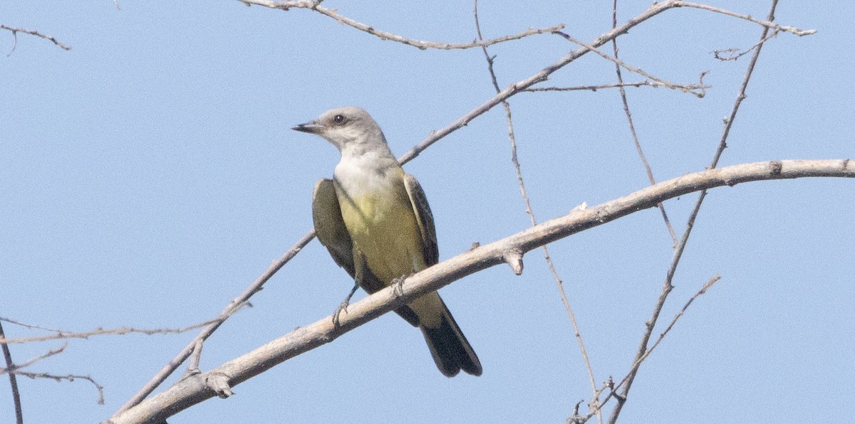 Western Kingbird - ML641082990