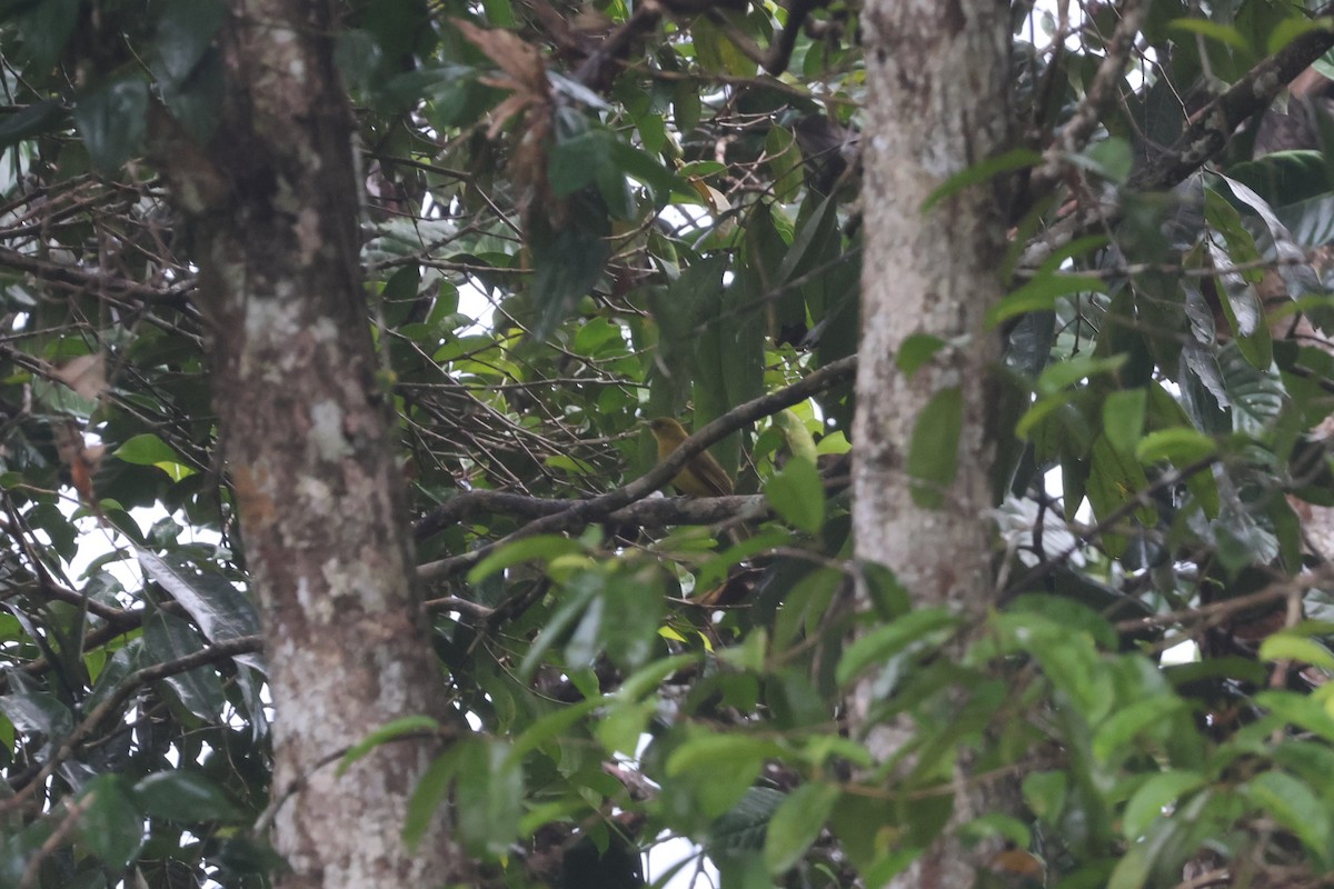 Bulbul d'Halmahera - ML641082991