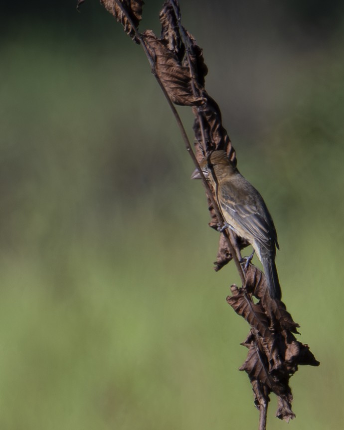 Blue Grosbeak - ML641082997