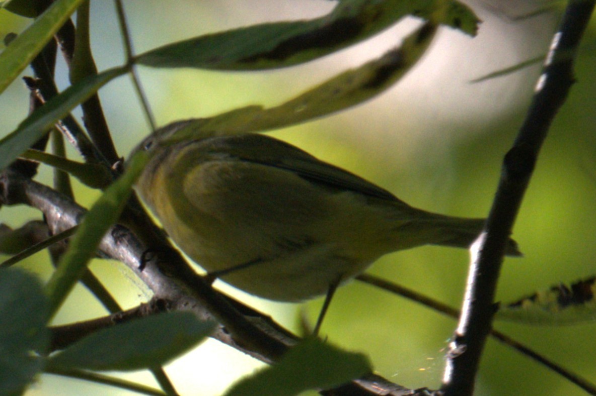 Reinita de Nashville - ML641083002