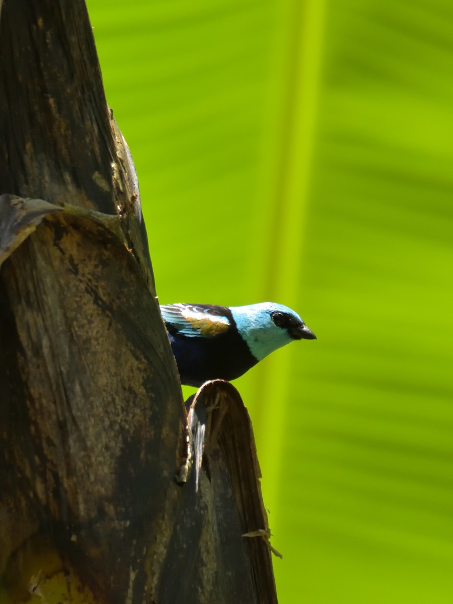 Blue-necked Tanager - ML641083006