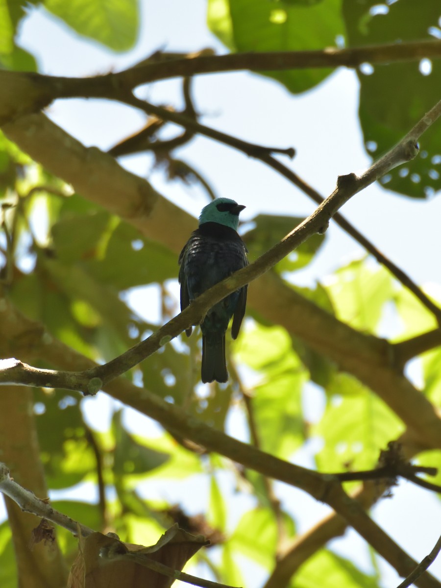 Blue-necked Tanager - ML641083007