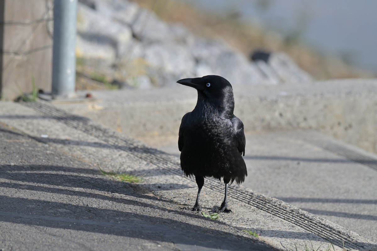 Little Raven - ML641083008