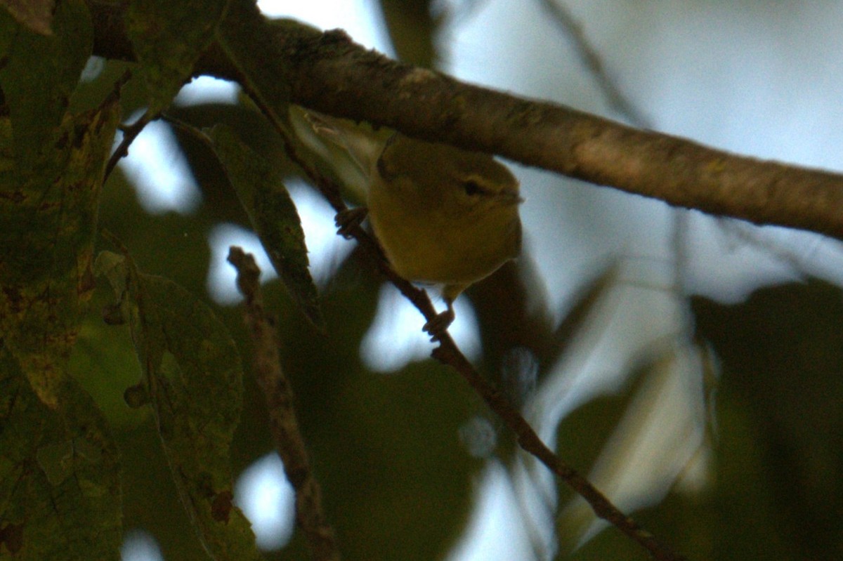 Reinita de Tennessee - ML641083009