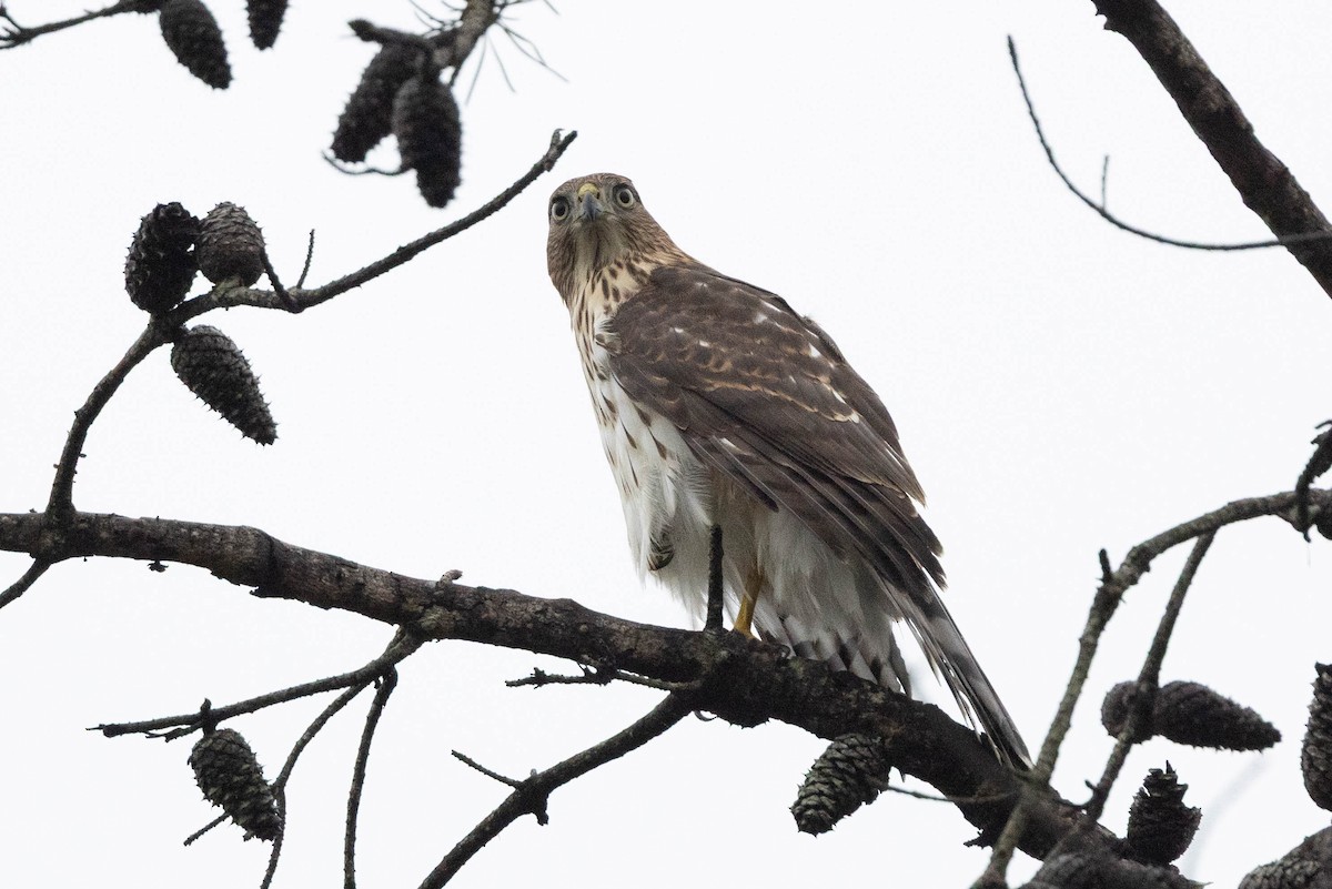 Cooper's Hawk - ML641083011