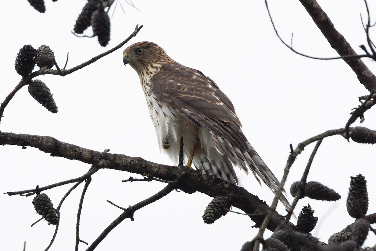 Cooper's Hawk - ML641083012