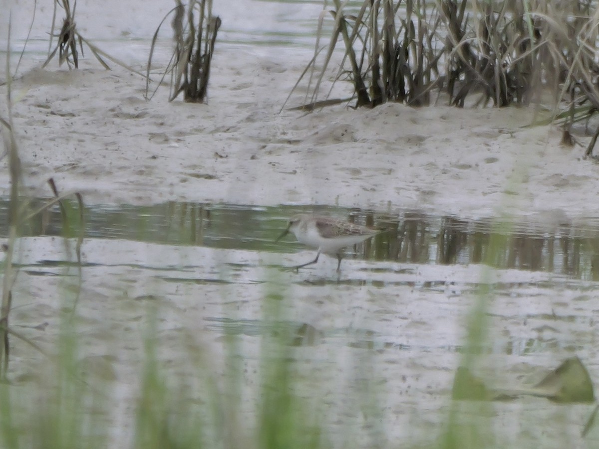 Western Sandpiper - ML641083023
