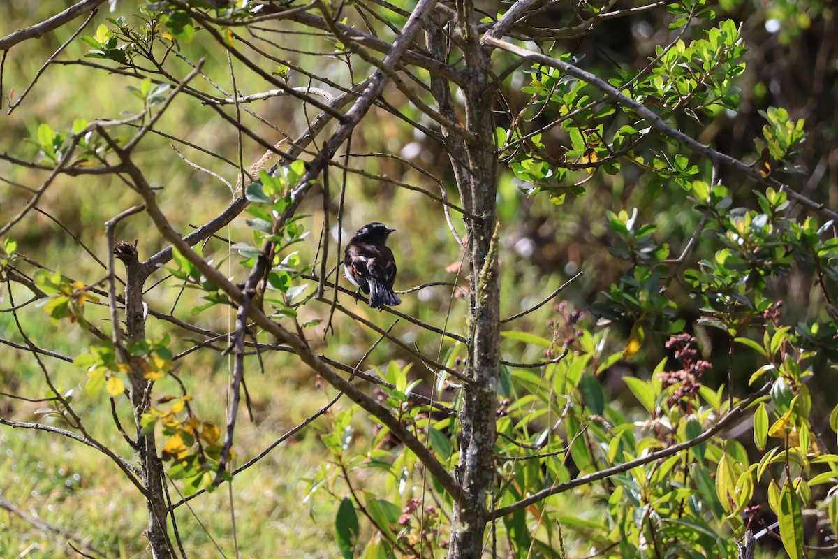 Rufous-breasted Chat-Tyrant - ML641083040