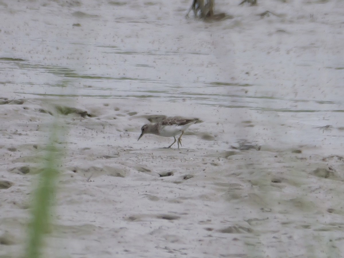 Least Sandpiper - ML641083069