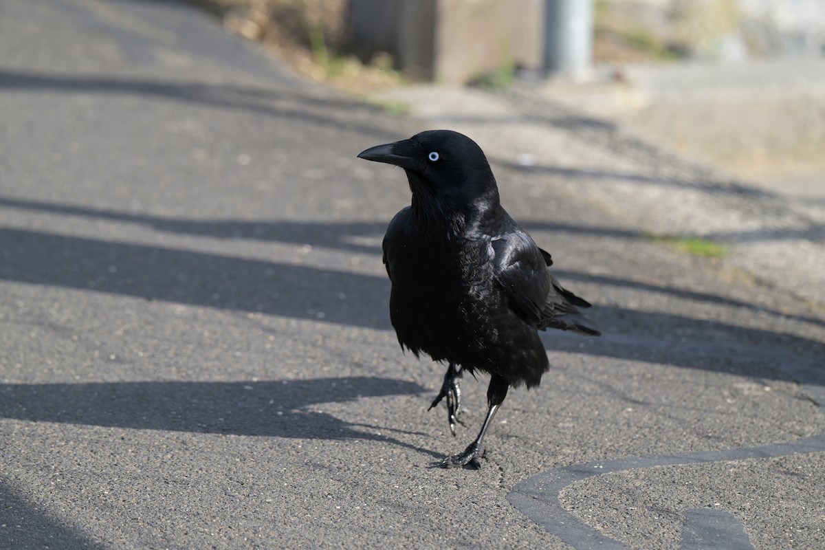 Little Raven - ML641083072
