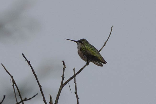Ruby-throated Hummingbird - ML641083088
