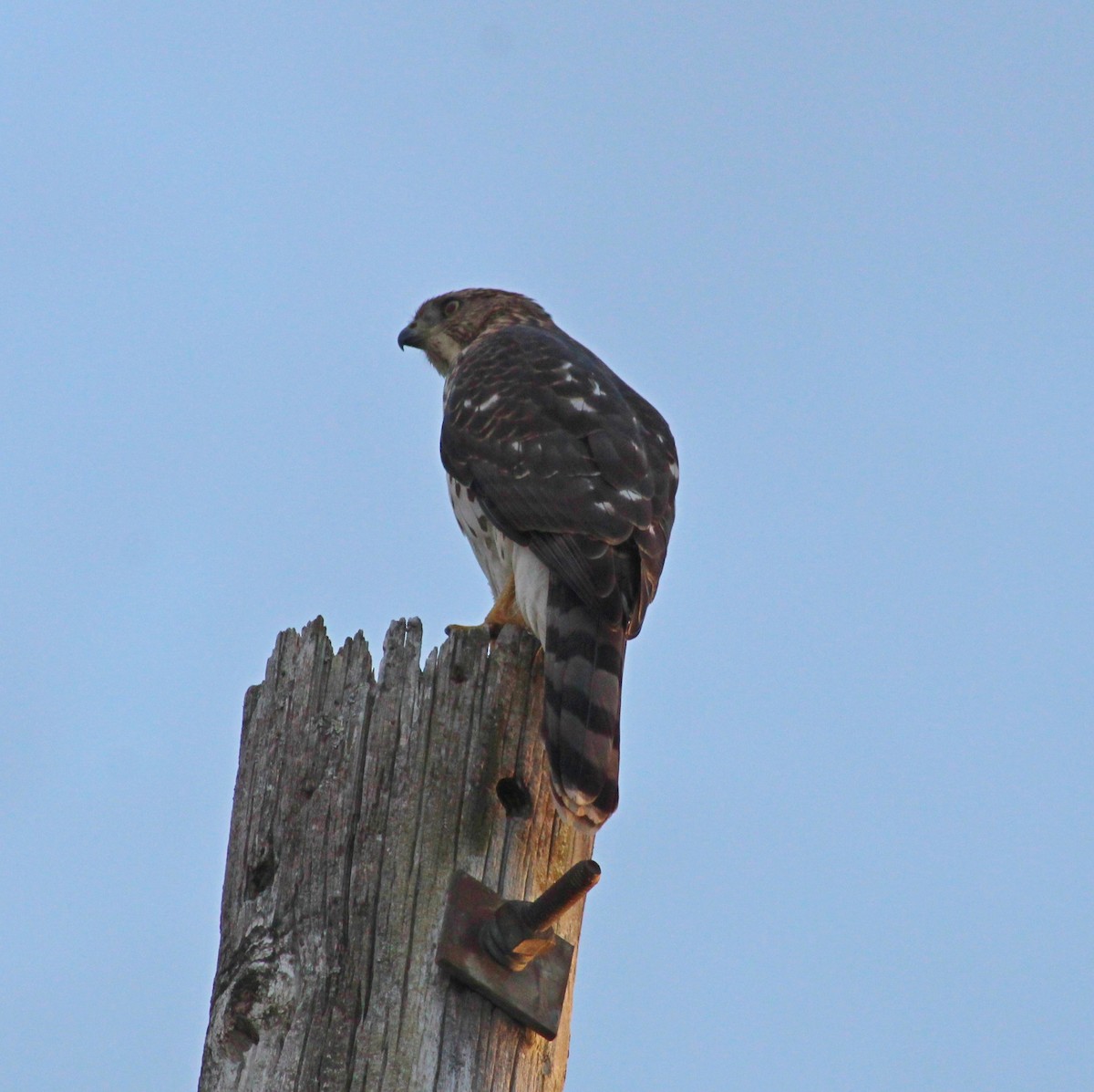 Cooper's Hawk - ML641083128