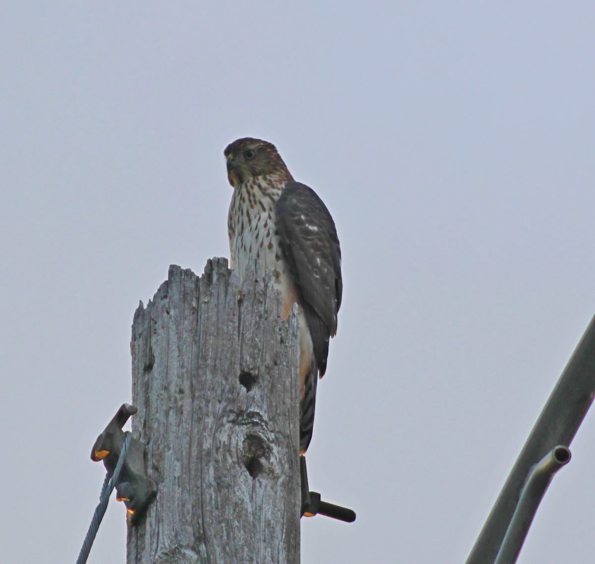 Cooper's Hawk - ML641083129