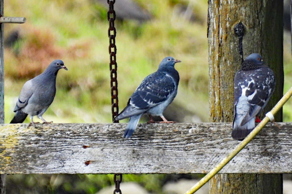 Rock Pigeon (Feral Pigeon) - ML641083130
