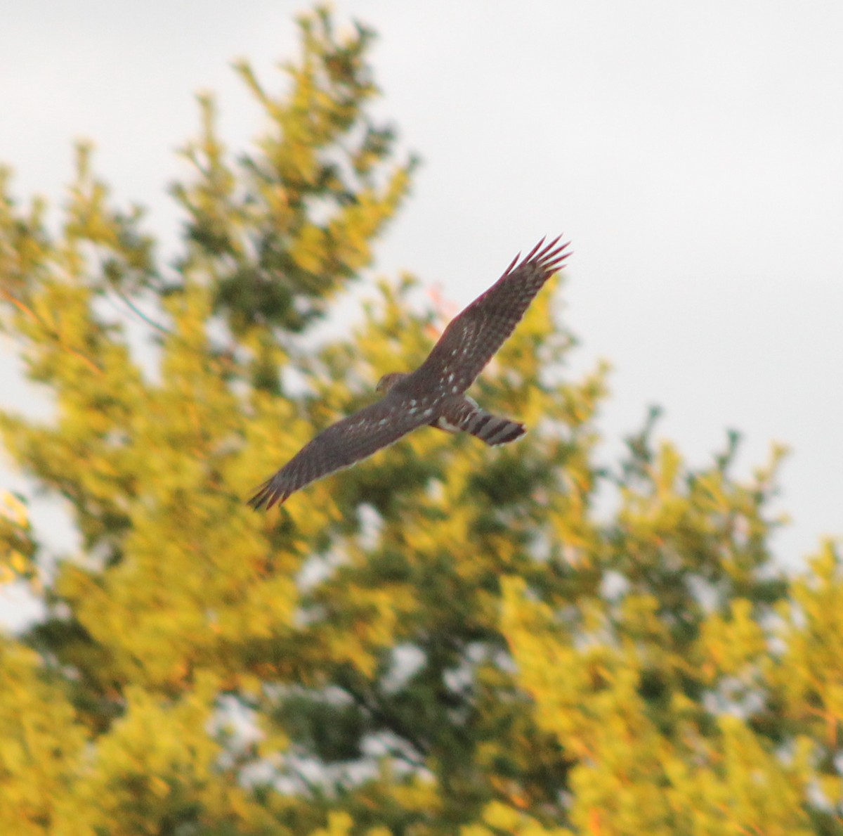 Cooper's Hawk - ML641083133