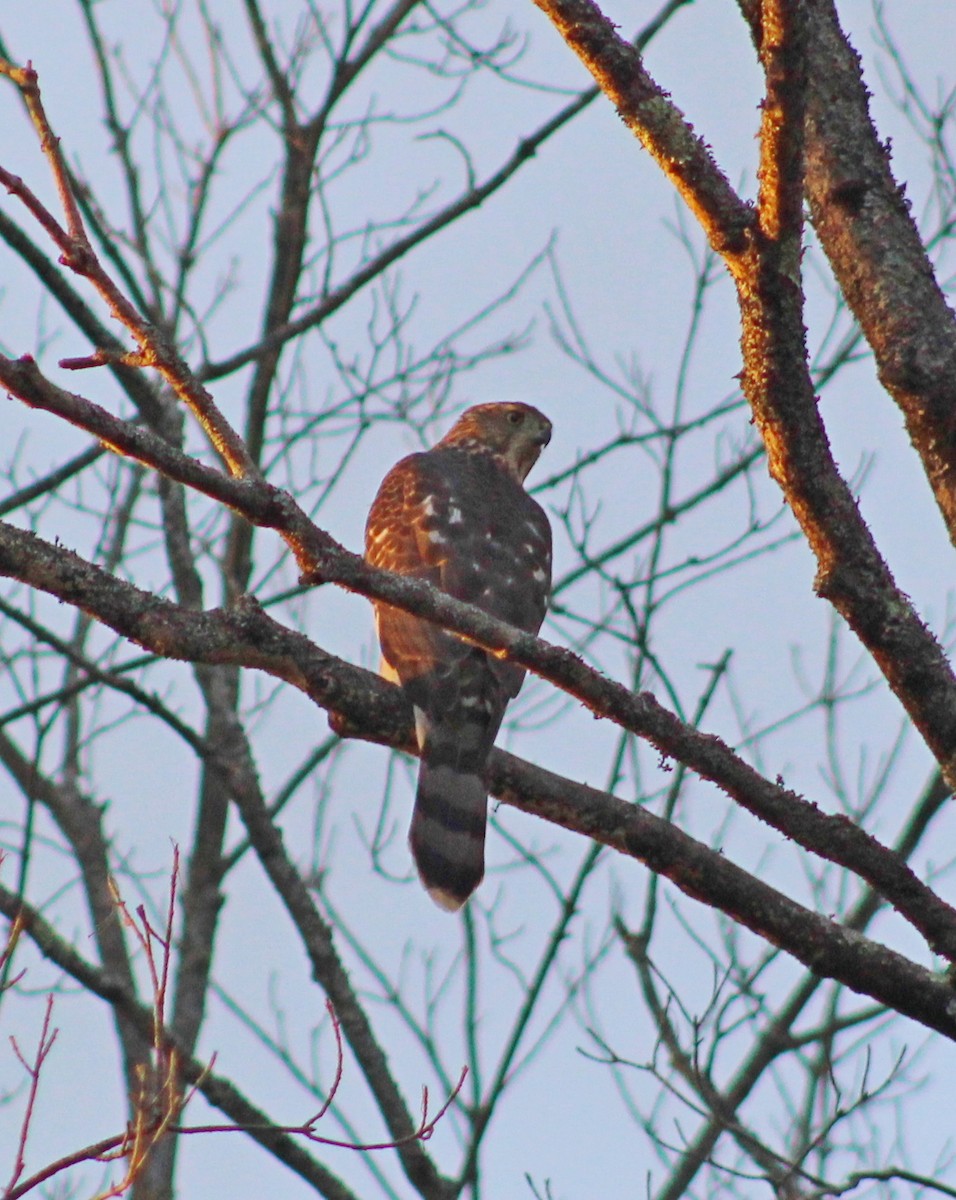 Cooper's Hawk - ML641083135