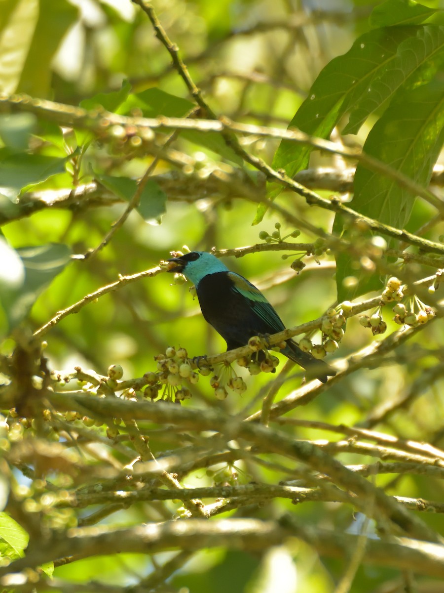 Blue-necked Tanager - ML641083136