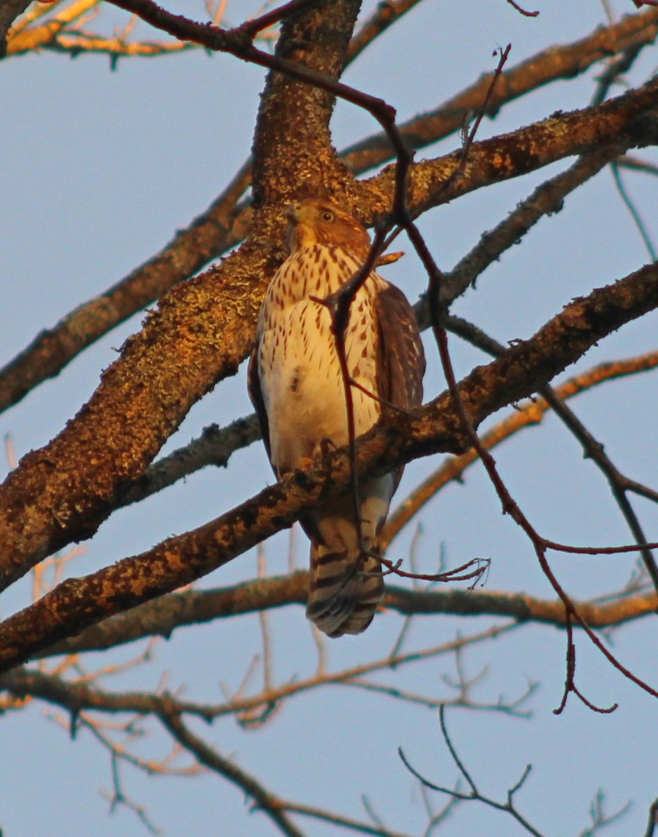 Cooper's Hawk - ML641083142