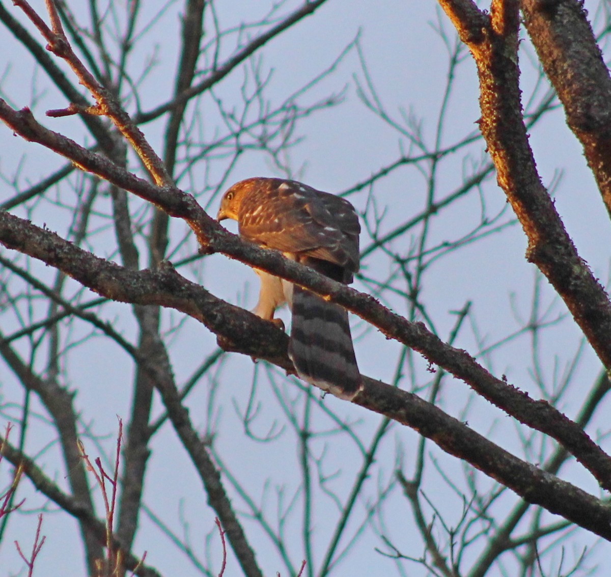 Cooper's Hawk - ML641083143