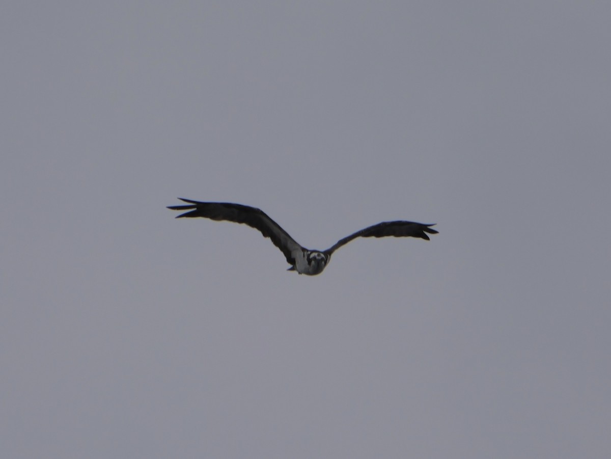 Balbuzard pêcheur (carolinensis) - ML641083147