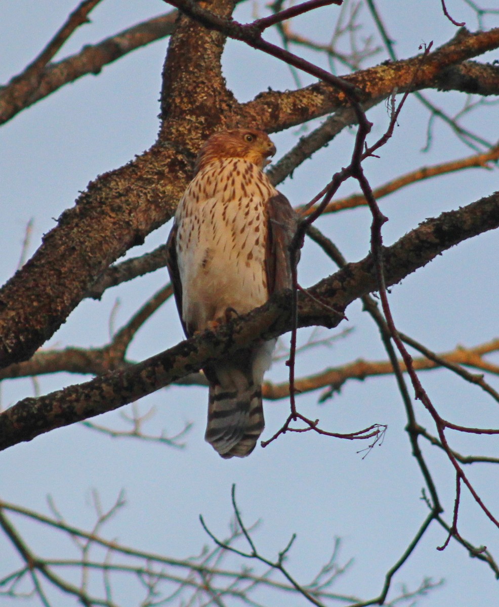 Cooper's Hawk - ML641083151