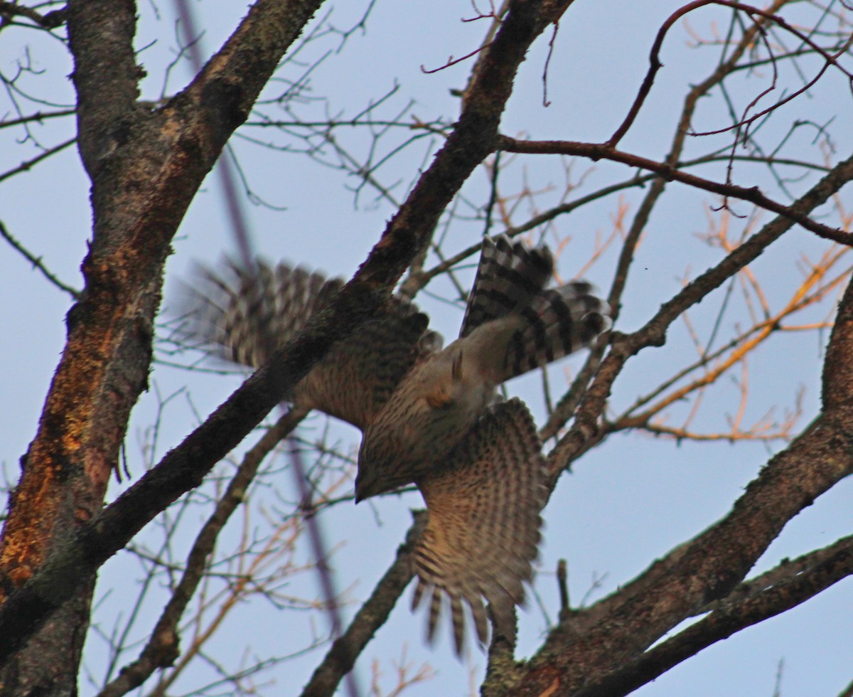 Cooper's Hawk - ML641083152
