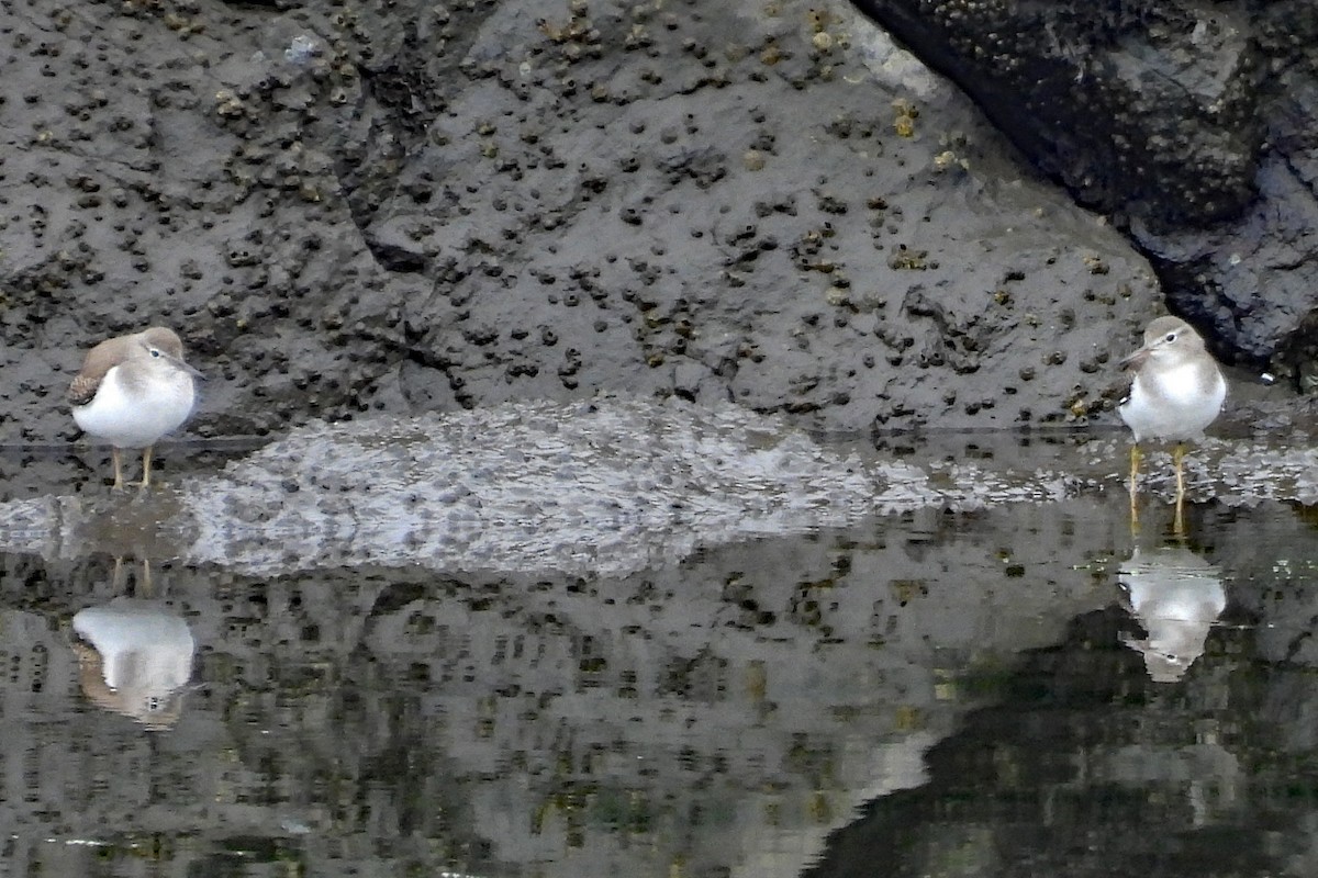 pisík americký - ML641083161