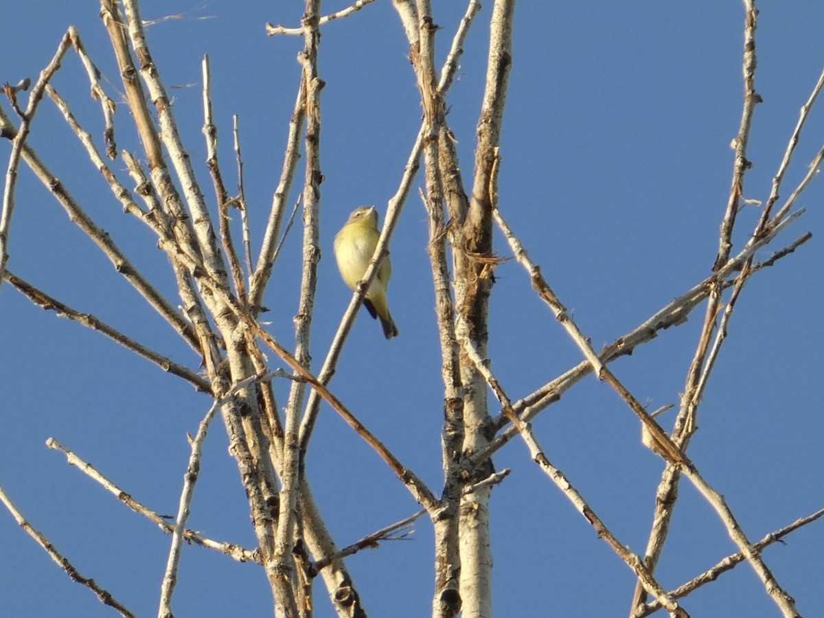 Philadelphia Vireo - ML641083217